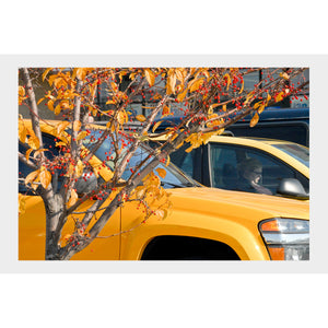 Decorative Tree and Cars, Wisconsin USA