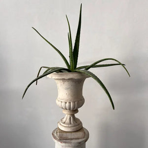 Antique Medici Urn Vase - 19th century original Carrara marble vase by Vintage Treasures - Fp Art Online