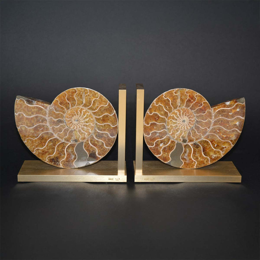 Fossil Bookend Pair - Sourced from northern Madagascar, mounted on satin bronze by Tincani Giuliano - Fp Art Online