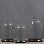 Mini Glass Cloche - Glass dome display with black lacquered wooden base by Vintage Treasures - Fp Art Online