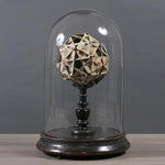 Mini Glass Cloche - Glass dome display with black lacquered wooden base by Vintage Treasures - Fp Art Online