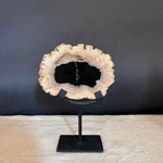 Petrified Wood Sections - Dated around 20 million years ago by Vintage Treasures - Fp Art Online