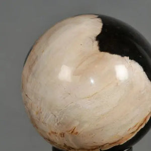 Petrified Wood Spheres