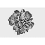 Carnation #1 by Pollini Gianluca - Fp Art Online