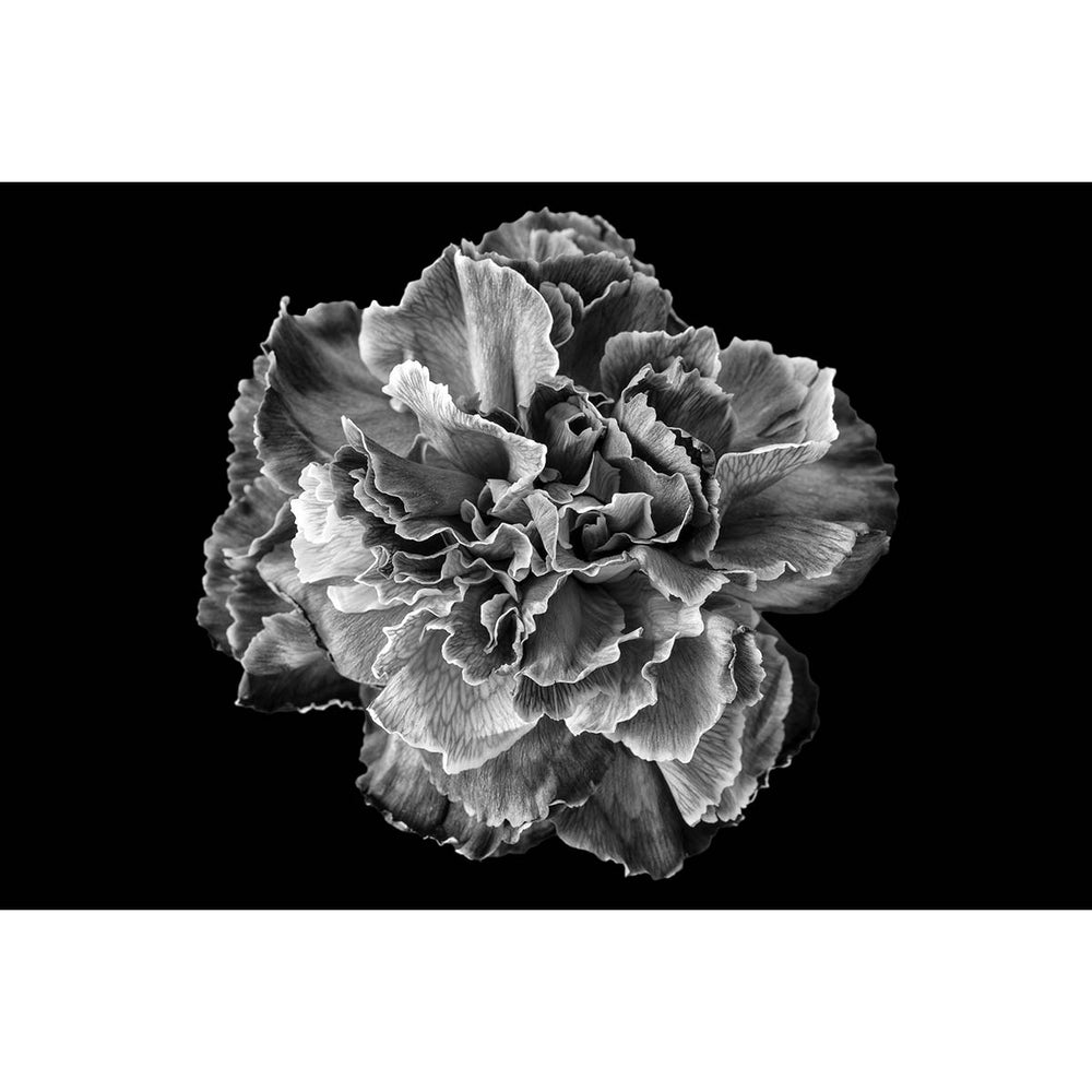 Carnation #2