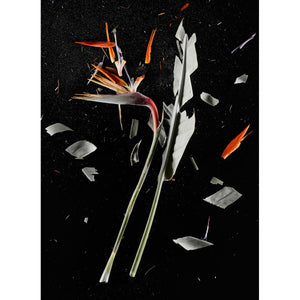 CrioFlowers, Strelitzia