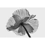 Poppy #2 by Pollini Gianluca - Fp Art Online