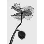 Poppy #3 by Pollini Gianluca - Fp Art Online