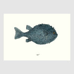 Colored Fish Placemats with waterproof print pencil drawing by Placemats - Fp Art Online