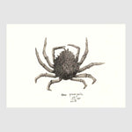 Spider Crab Placemats with waterproof print pencil drawing by Placemats - Fp Art Online